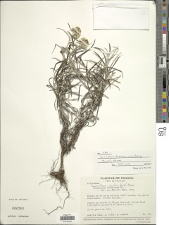 Image of Chionolaena salicifolia