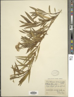 Baccharis salicifolia subsp. salicifolia image