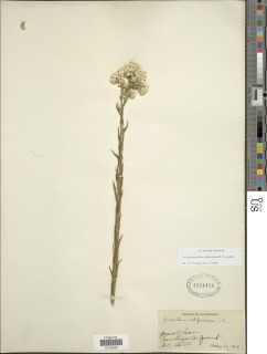Pseudognaphalium californicum image