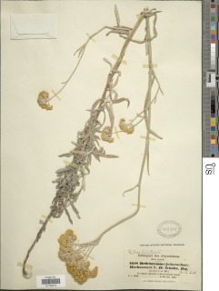 Helichrysum stenopterum image