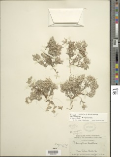 Psilocarphus oregonus image