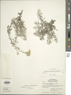 Pseudognaphalium brachyphyllum image