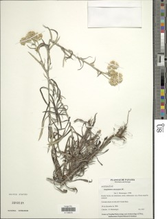 Pseudognaphalium attenuatum image