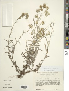 Pseudognaphalium luteoalbum image