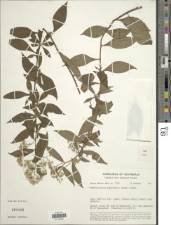 Archibaccharis asperifolia image