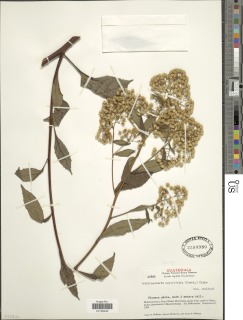 Archibaccharis asperifolia image