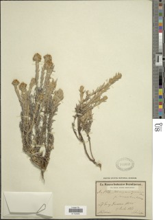 Helichrysum forskahlii var. forskahlii image
