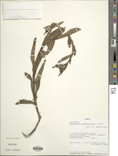 Sphaeranthus steetzii image