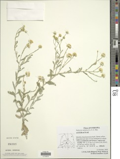 Image of Pulicaria undulata