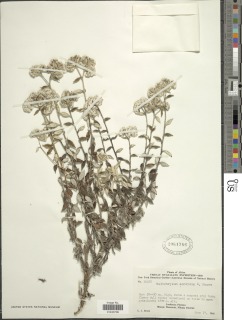 Helichrysum sordidum image
