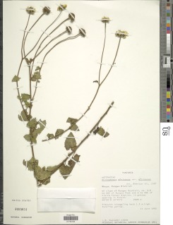 Anisopappus chinensis subsp. africanus image