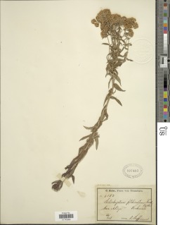 Helichrysum forskahlii image