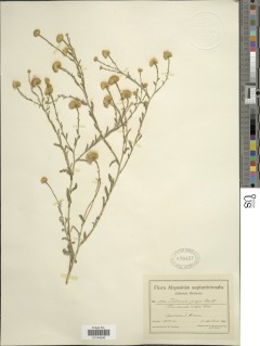 Pulicaria undulata subsp. undulata image