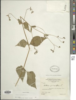 Milleria quinqueflora image
