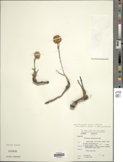 Helichrysum mechowianum var. ceres image