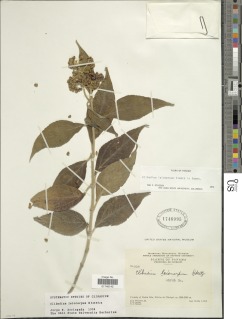 Clibadium leiocarpum image