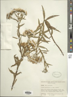Image of Pluchea salicifolia