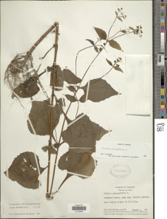 Milleria quinqueflora image