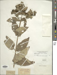 Lagascea helianthifolia image