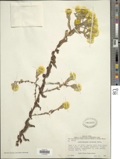 Helichrysum setosum image