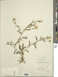 Image of Pulicaria vulgaris