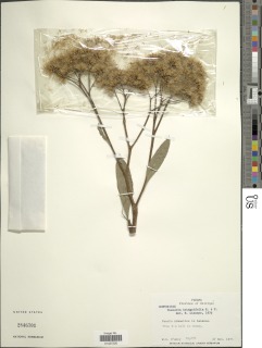 Image of Tessaria integrifolia
