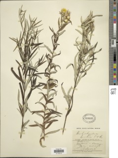 Helichrysum kirkii image