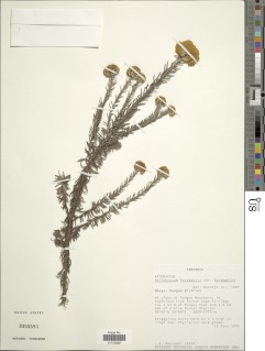 Helichrysum forskahlii var. forskahlii image