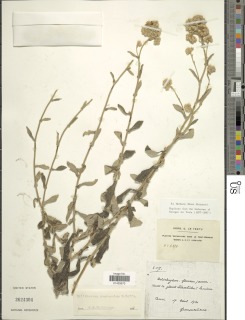 Image of Helichrysum panduratum