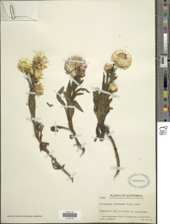 Image of Helichrysum bracteatum