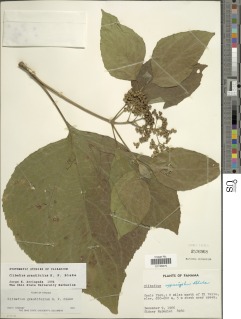 Image of Clibadium grandifolium