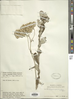 Image of Helichrysum panduratum