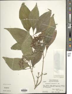 Clibadium arboreum image