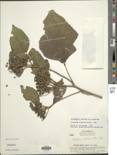 Clibadium arboreum image