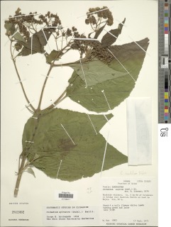 Clibadium sylvestre image