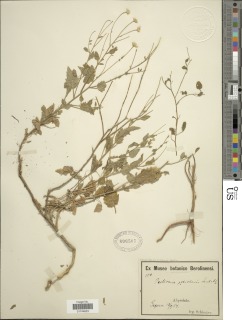Pulicaria petiolaris image