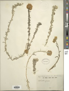 Helichrysum forskahlii image