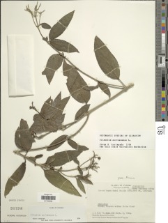 Clibadium surinamense image