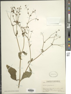 Image of Milleria quinqueflora