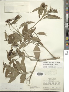 Clibadium leiocarpum image