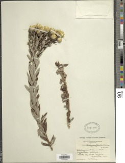 Helichrysum kirkii var. petersii image