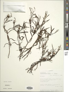 Sphaeranthus kirkii image
