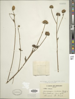 Anisopappus chinensis subsp. africanus image