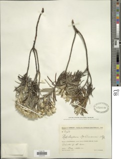 Helichrysum stuhlmannii image