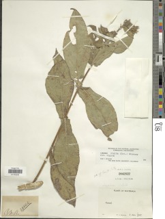 Image of Lagascea helianthifolia
