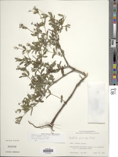 Wedelia acapulcensis var. parviceps image