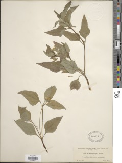 Wedelia filipes image