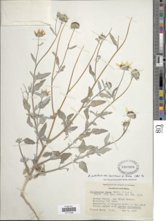 Helianthus petiolaris var. canescens image