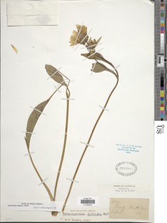 Balsamorhiza deltoidea image