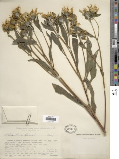 Helianthus nuttallii subsp. parishii image